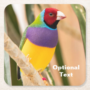 Dessous De Verre Carré Lady Gouldian Finch
