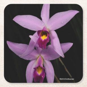 Dessous De Verre Carré Laelia Anceps