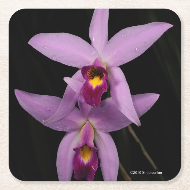 Dessous De Verre Carré Laelia Anceps (Devant)