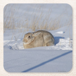Dessous De Verre Carré Lapin Cottontail R5