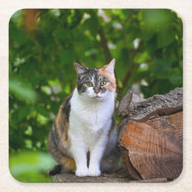 Le Chat  