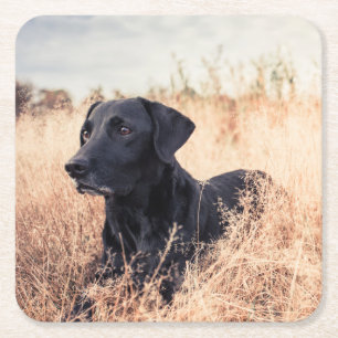 Dessous De Verre Carré Le Labrador Noir En Graine Sèche