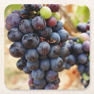 Dessous De Verre Carré Les raisins sur la vigne