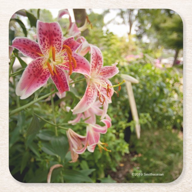 Dessous De Verre Carré Lillies rose (Devant)