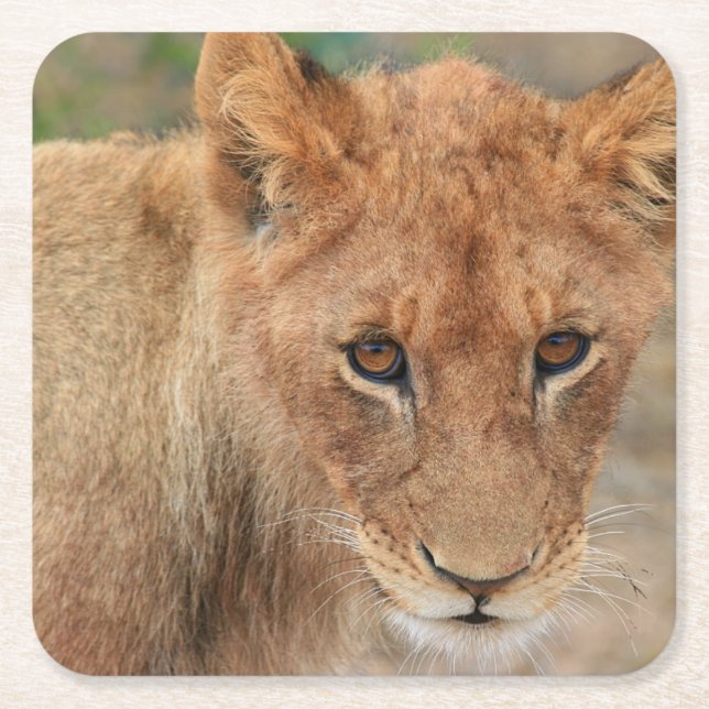 Dessous De Verre Carré Lion CUB (Devant)
