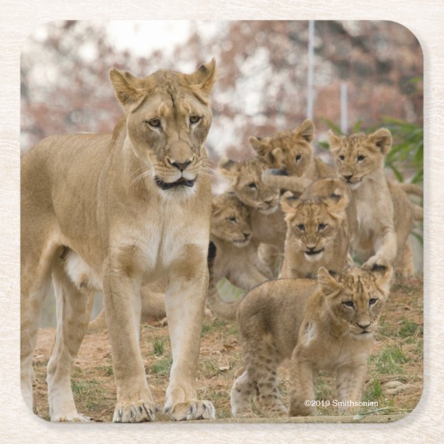 Dessous De Verre Carré Lion CUB africain avec la mère (Devant)