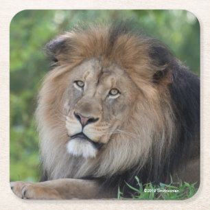 Dessous De Verre Carré Lion Lounging dans une forêt