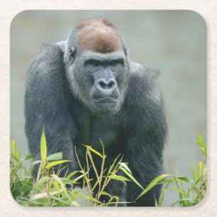 Dessous De Verre Carré Lope de Gorilla Blackback