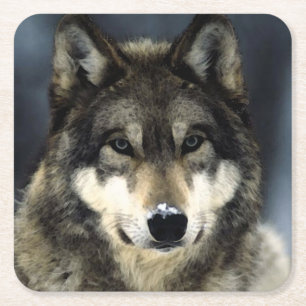 Dessous De Verre Carré Loup