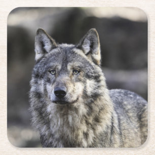 Dessous De Verre Carré Loup gris