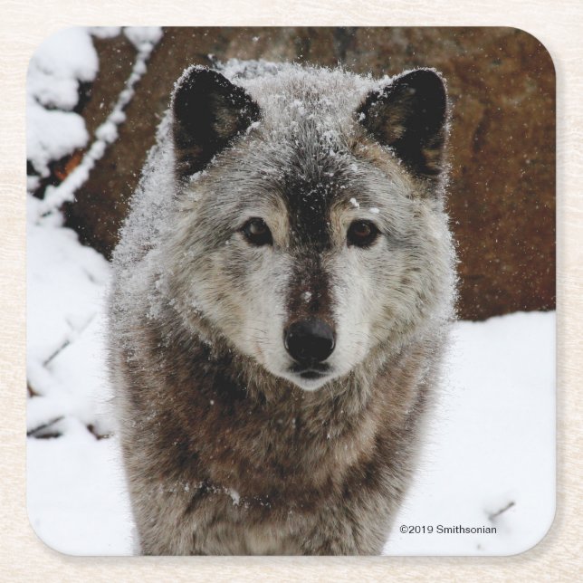 Dessous De Verre Carré Loup gris dans la neige (Devant)