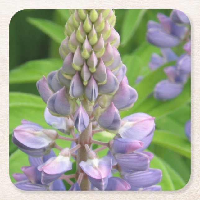 Dessous De Verre Carré lupine-3 (Devant)