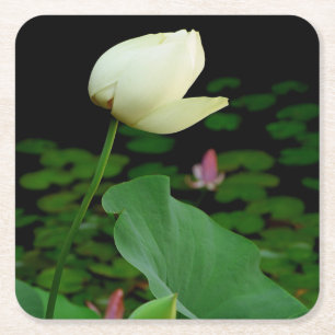 Dessous De Verre Carré Lys d'eau Lotus
