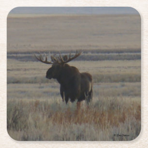 Dessous De Verre Carré M1 Bull Moose