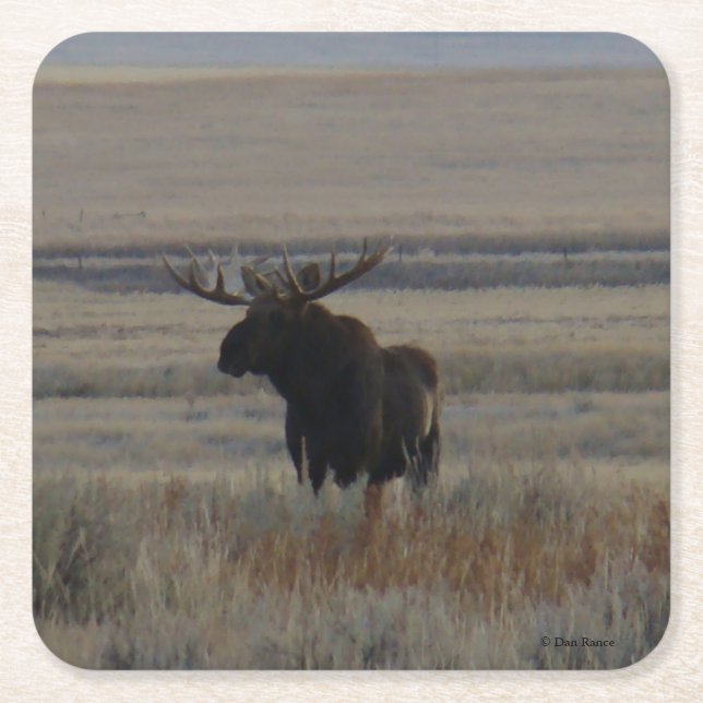 Dessous De Verre Carré M1 Bull Moose (Devant)