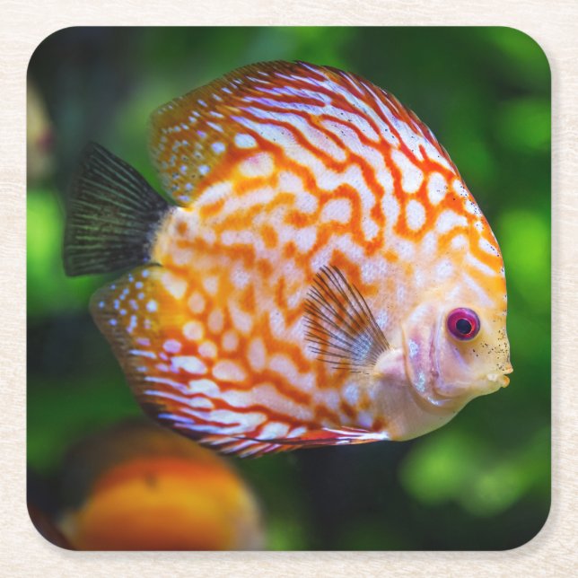 Dessous De Verre Carré Magnifique gros plan d'un poisson de Discus (Devant)