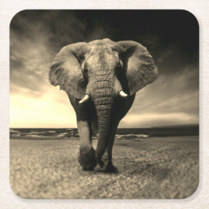 Dessous De Verre Carré Majestic Wild Bull Elephant à Sepia