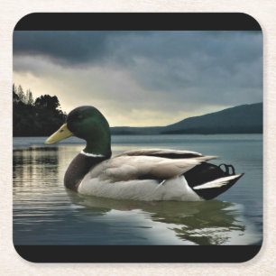 Dessous De Verre Carré Mallard Duck