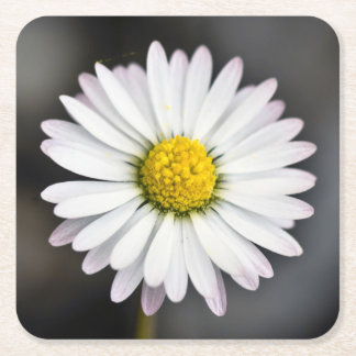 Dessous De Verre Carré Marguerite sauvage blanche et jaune