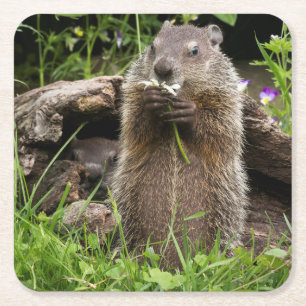 Dessous De Verre Carré Marmotte mâchant une fleur