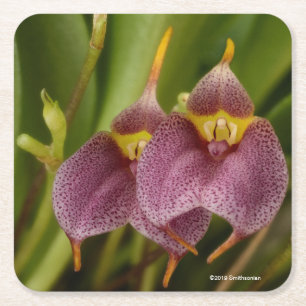 Dessous De Verre Carré Masdevallia