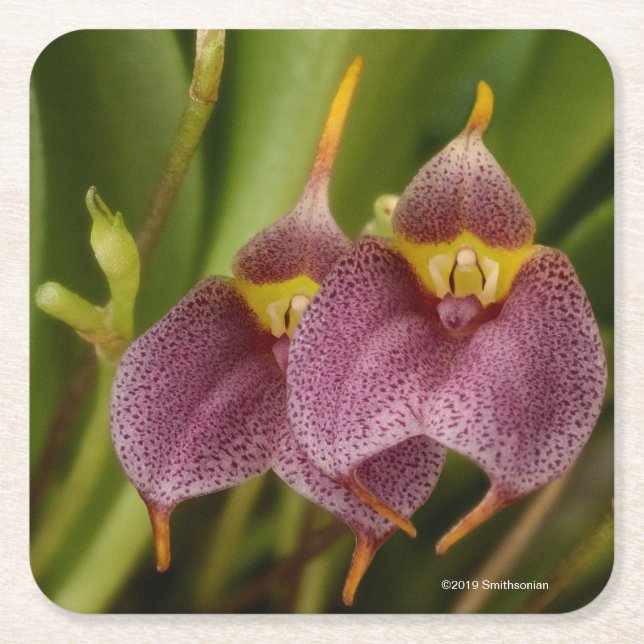 Dessous De Verre Carré Masdevallia (Devant)