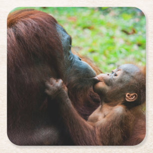 Dessous De Verre Carré Mère orang-outan et bébé