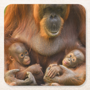 Dessous De Verre Carré Mère Orangoutane tenant deux bébés