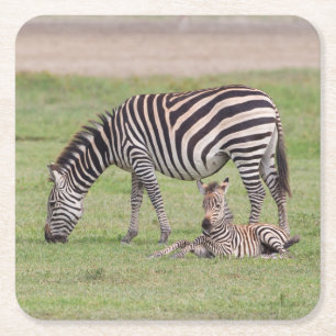 Dessous De Verre Carré Mère Zebra avec nouveau-né Colt