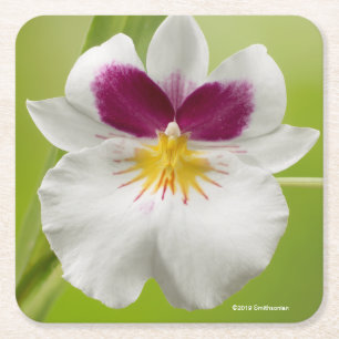 Dessous De Verre Carré Miltoniopsis Roezlii (orchidées de pensée)