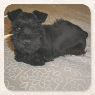 Dessous De Verre Carré mini chiot de schnauzer