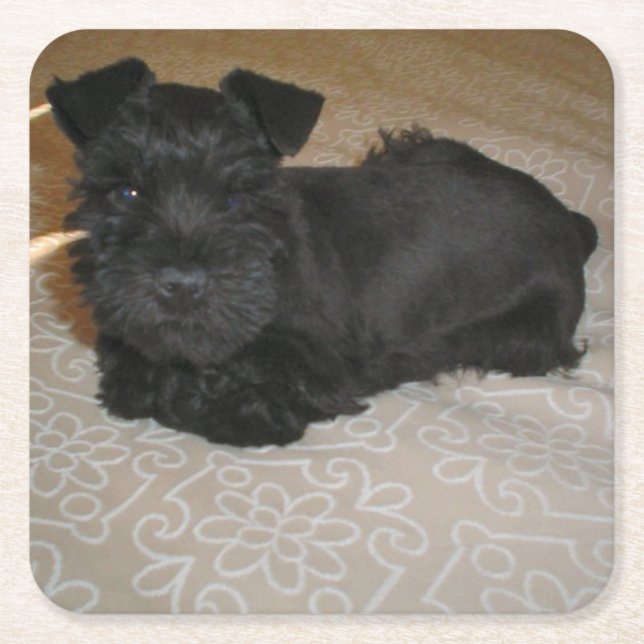 Dessous De Verre Carré mini chiot de schnauzer (Devant)