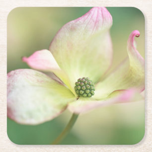 Dessous De Verre Carré Mlle Satomi'de Kousa de cornus de la fleur   de