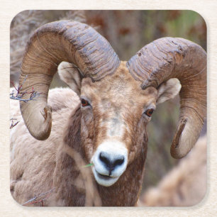 Dessous De Verre Carré Mouflon des montagnes Rocheuses