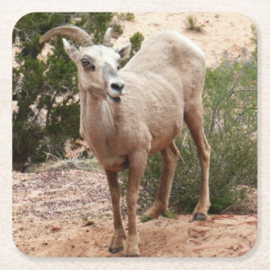 Dessous De Verre Carré Mouflons drôles à Zion National Park