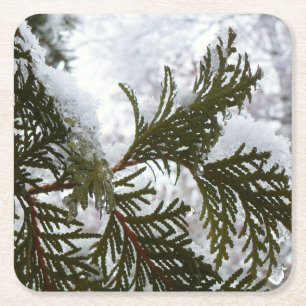 Dessous De Verre Carré Neige sur les branches À feuillage persistant