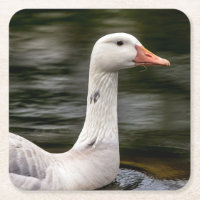 Oie canadienne leuciste