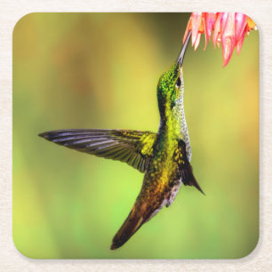 Dessous De Verre Carré Oiseau rose de colibri