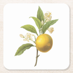 Dessous De Verre Carré orange(Citrus sp.) par Redouté