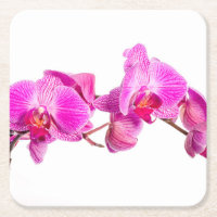Orchidée
