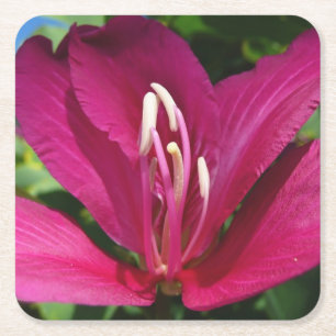Dessous De Verre Carré Orchidée Fleurie tropicale Florale