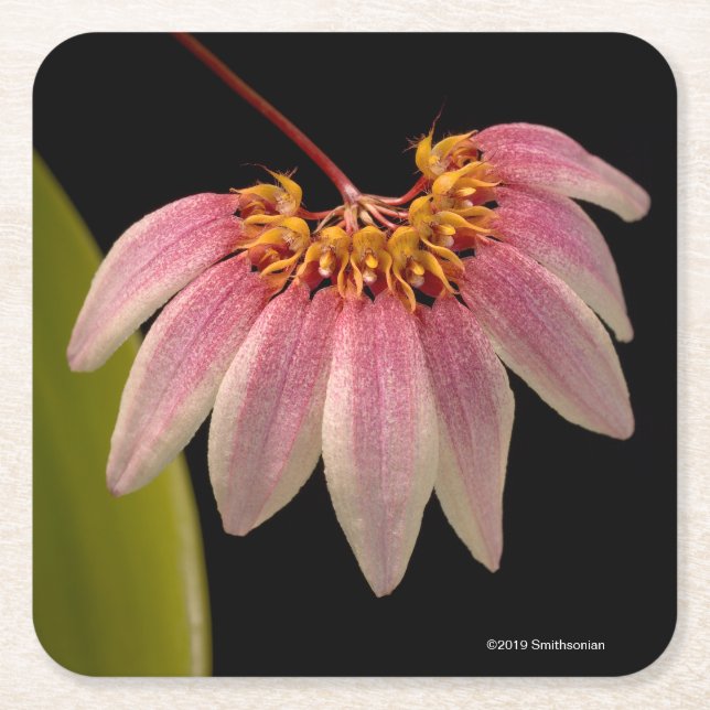 Dessous De Verre Carré Orchidée rose tropicale (Devant)