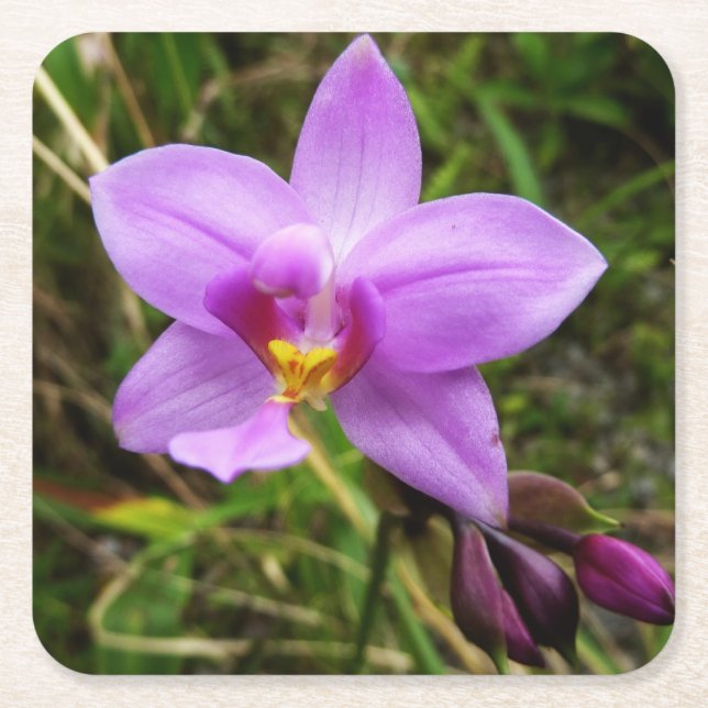 Dessous De Verre Carré Orchidée sauvage violette Fleur tropicale (Devant)