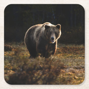Dessous De Verre Carré Ours