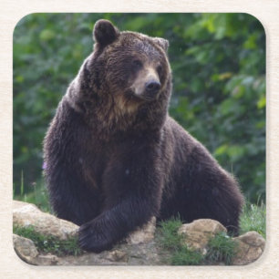 Dessous De Verre Carré Ours Brown