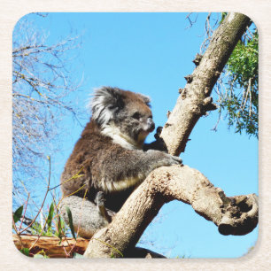 Dessous De Verre Carré Ours De Koala Dans L'Ancien Pin,