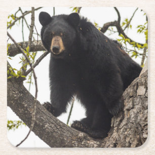 Dessous De Verre Carré Ours noir s'élevant