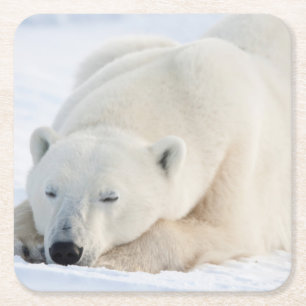 Dessous De Verre Carré Ours polaire en hiver