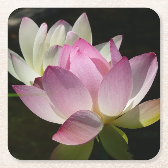 Dessous De Verre Carré Paire de fleurs de Lotus II (Devant)