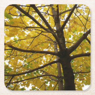 Dessous De Verre Carré Paire d'érables jaunes Nature d'automne